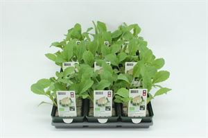 Bild von Kool. Bloemkool